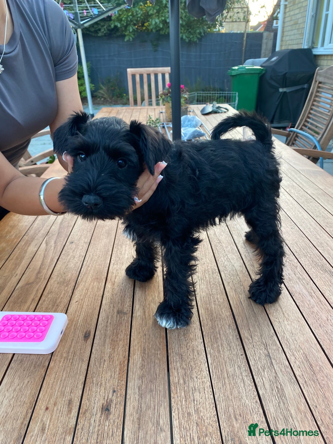 Miniature Schnauzer dogs for sale: Mrs Christiane Harrison  - Image 4