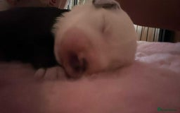 Old English Sheepdog dogs for sale: Old English Sheepdog puppies just one girl left 🩷 - Image 3