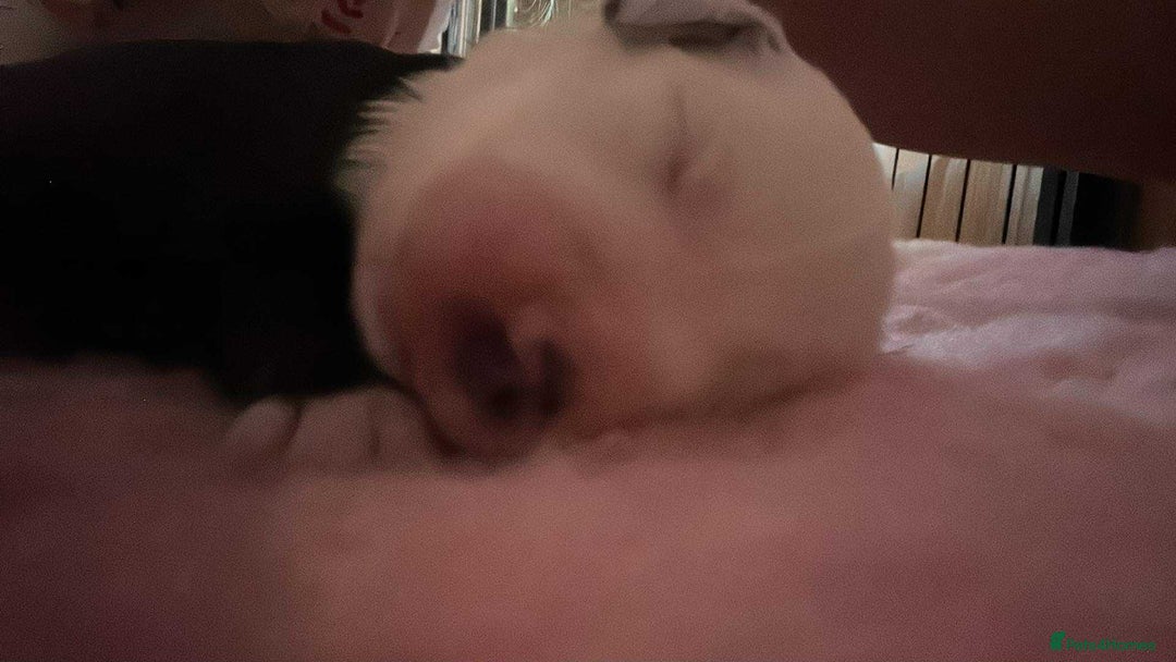 Old English Sheepdog dogs for sale: Old English Sheepdog puppies just one girl left 🩷 - Image 3