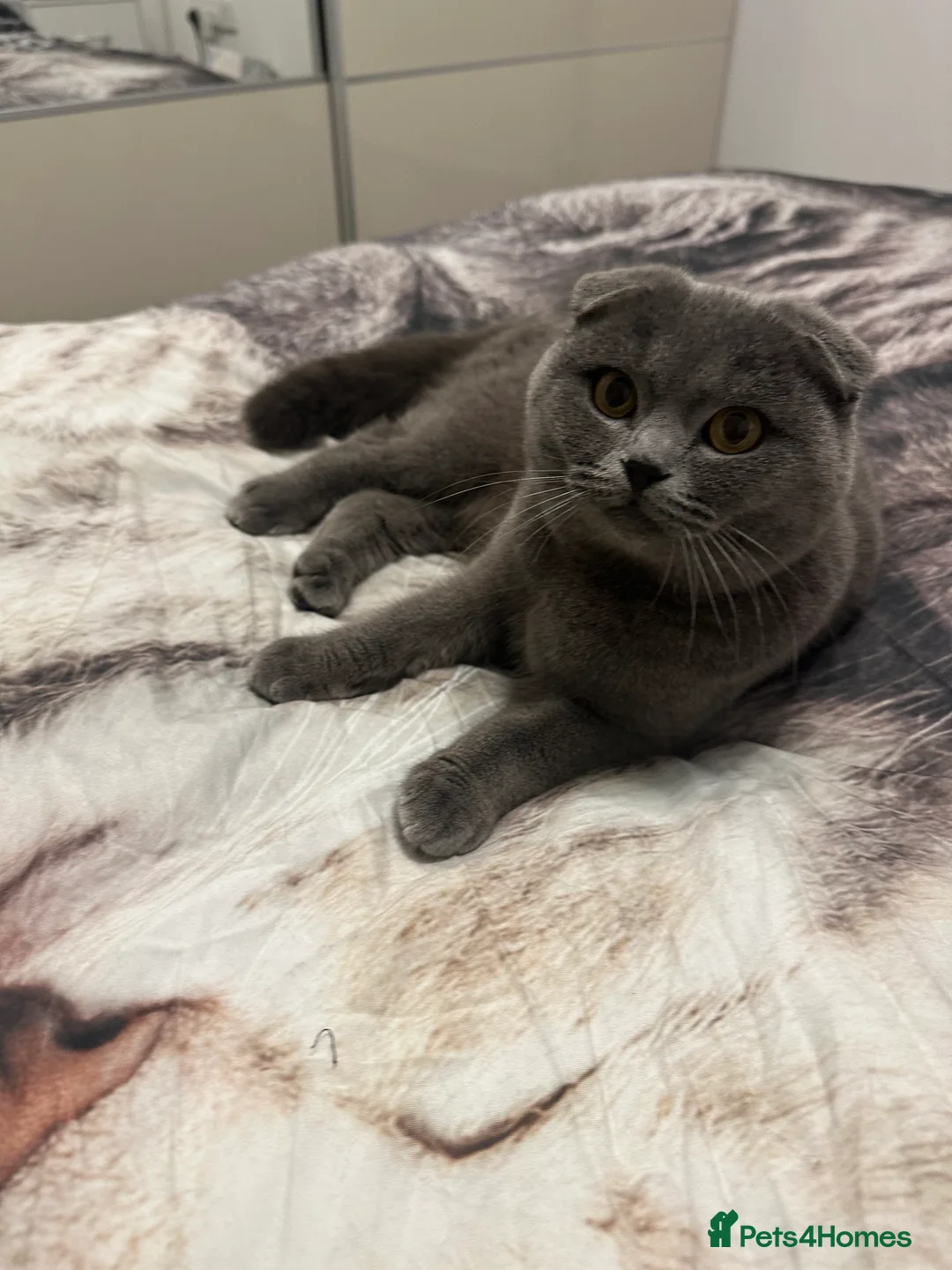 British Shorthair cats for stud: British shorthair  in Nottingham - Advert 1