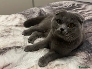 British Shorthair cats British shorthair in Nottingham - Advert 1