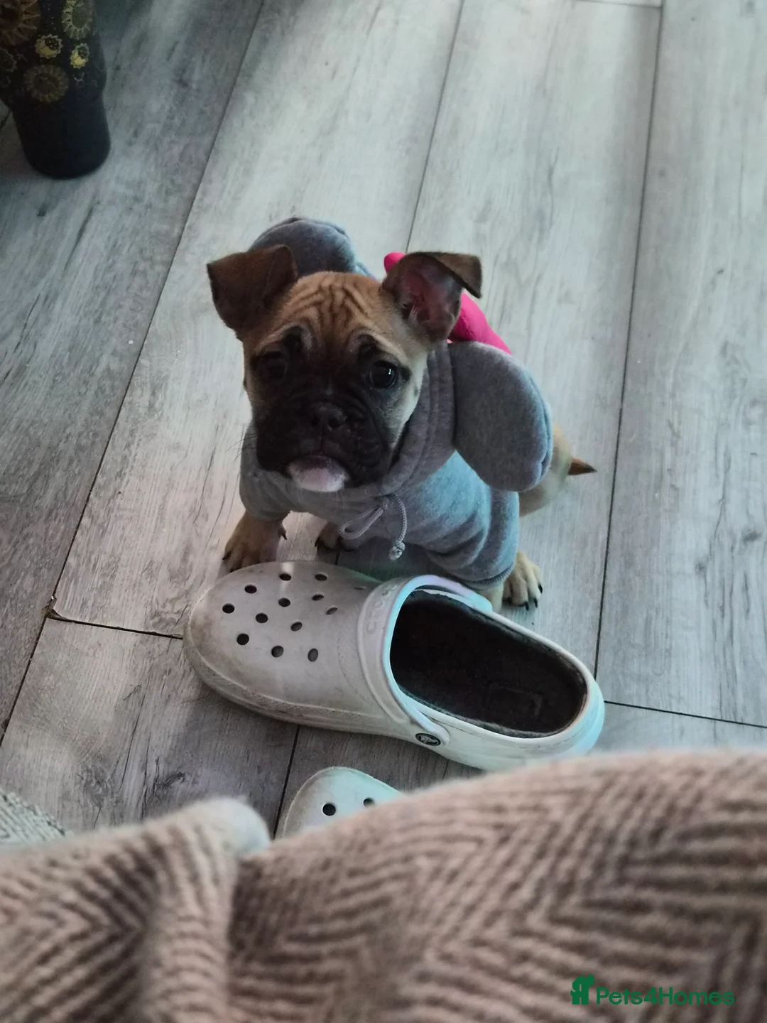 Mixed Breed dogs for sale: Gorgeous hybrid Bulldog Nala - Advert 5