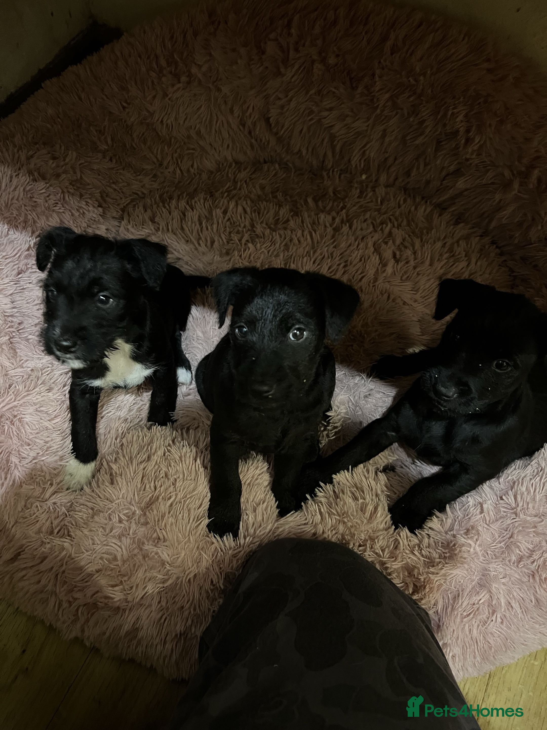 Patterdale Terrier dogs 3 Patterdale puppies for sale. in Kendal - Advert 1