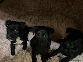 Patterdale Terrier dogs 3 Patterdale puppies for sale. in Kendal - Advert 1