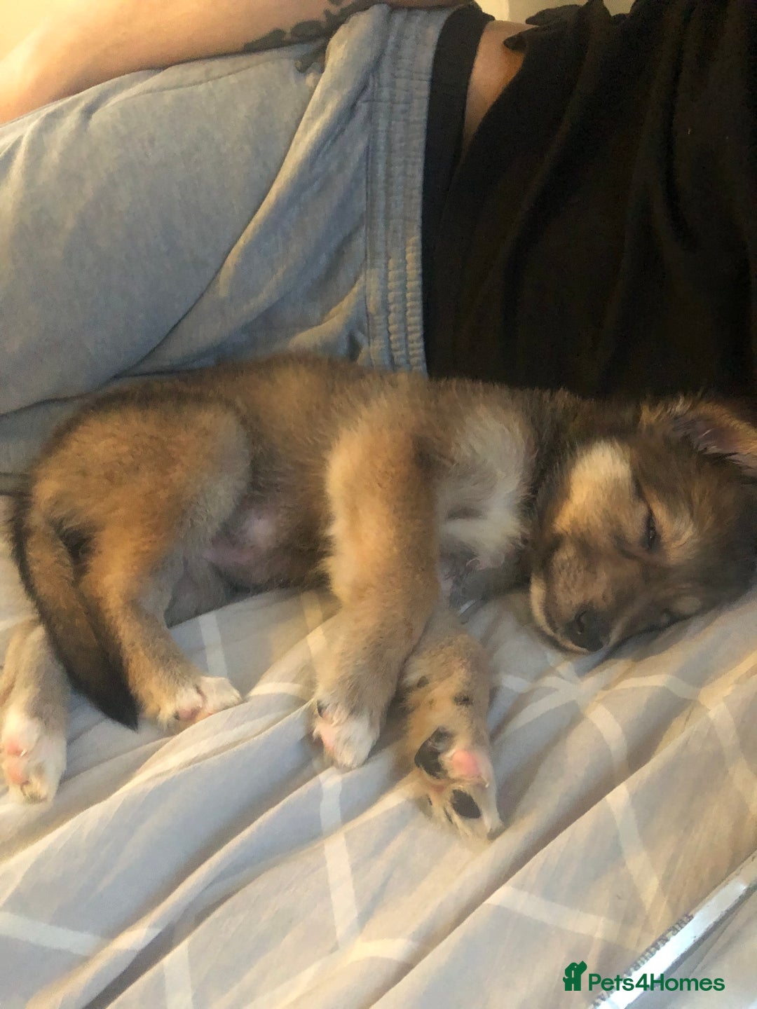 Shepsky dogs for sale: Beautiful pup  - Advert 2