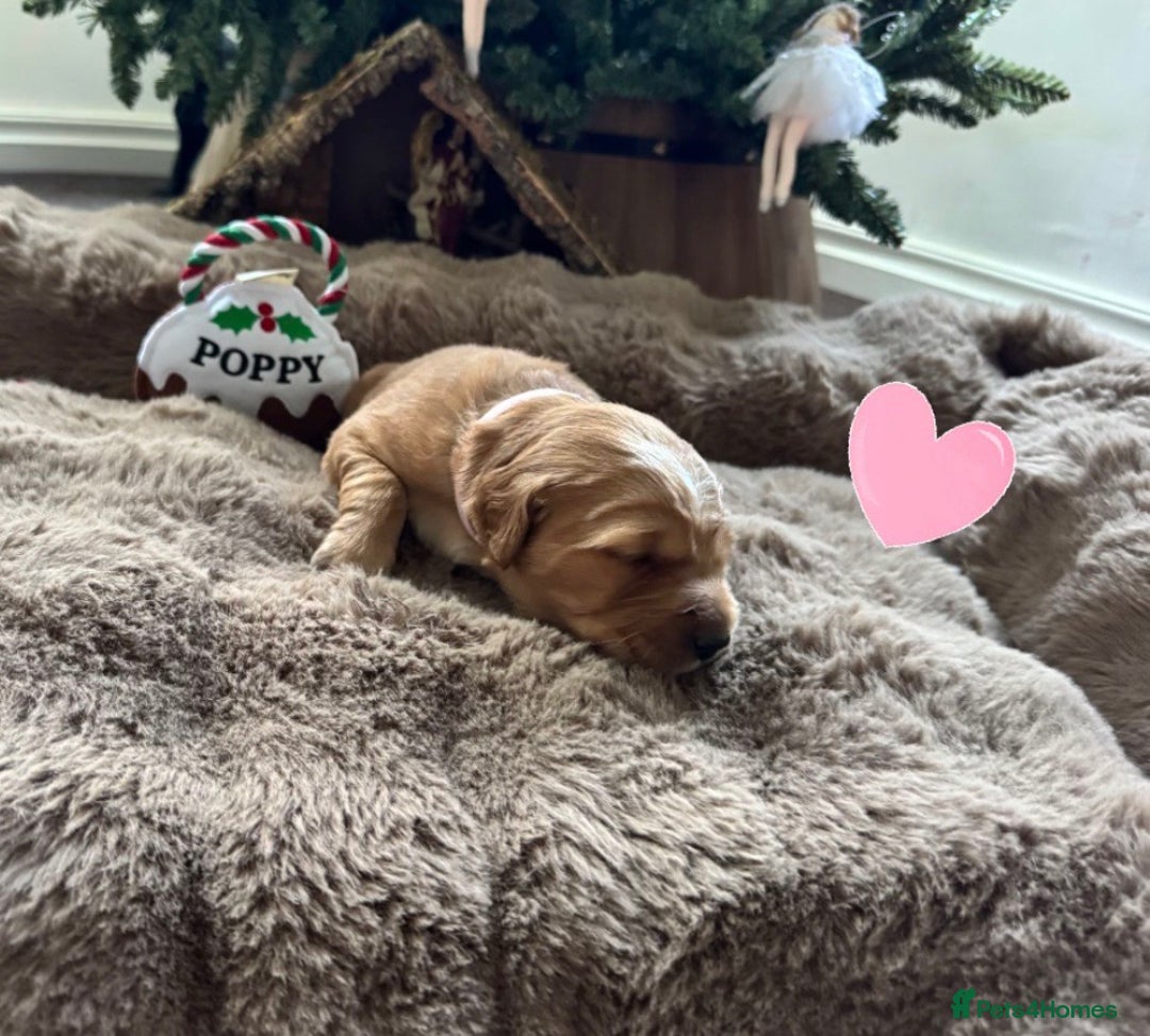 Golden Retriever dogs for sale: Golden retriever puppies  - Advert 21