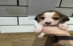 Beagle dogs for sale: Beautiful beagle puppies  - Advert 13