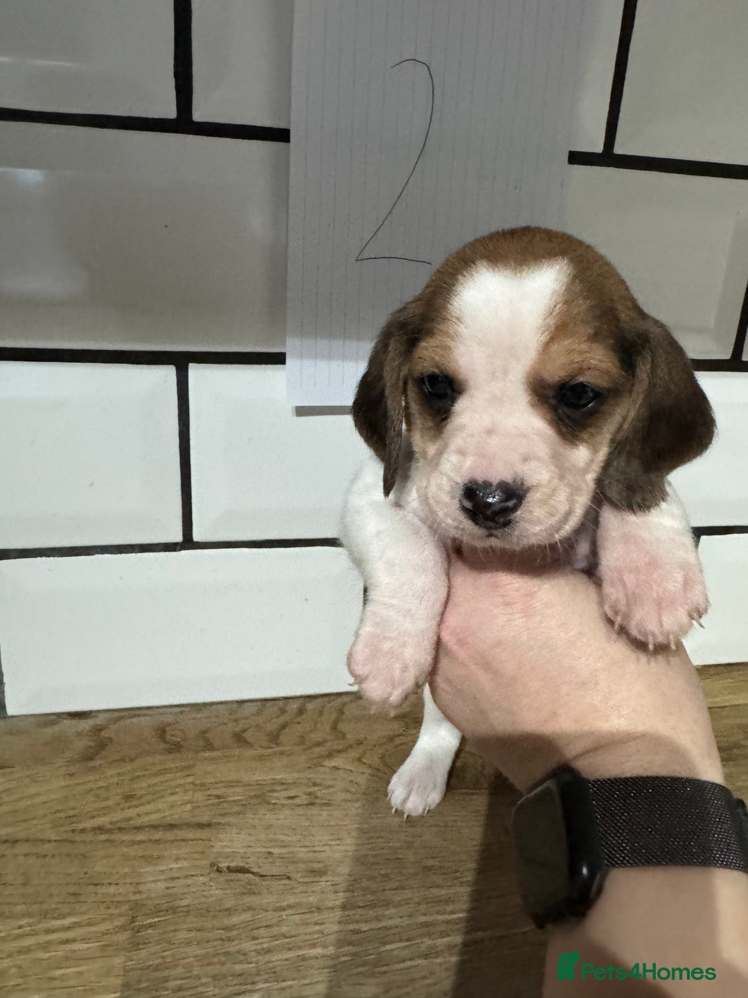 Beagle dogs for sale: Beautiful beagle puppies  - Advert 13
