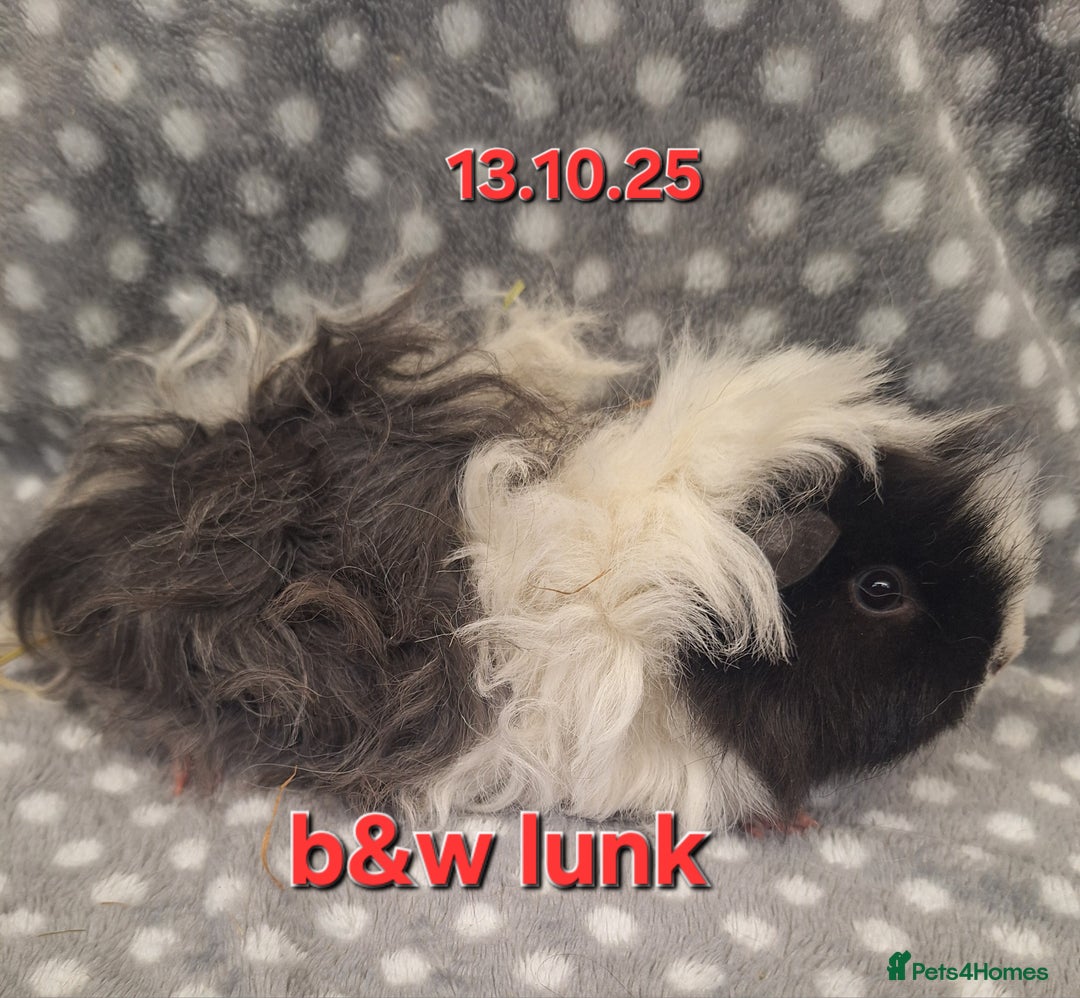 Guinea Pig rodents for sale: Baby female guinea pigs - Advert 10