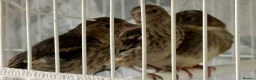 Finches birds for sale: Mules  in Hemel Hempstead - Advert 4