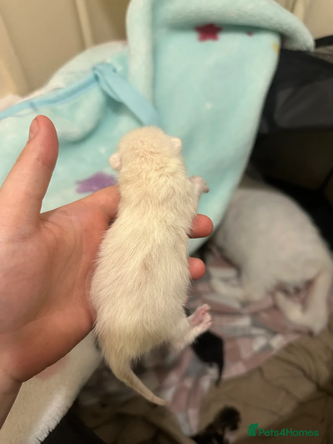 Mixed Breed cats for sale: Kittens for sale - Advert 5