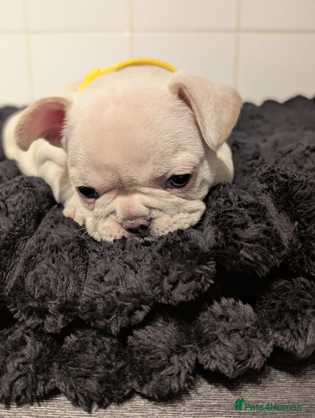 French Bulldog dogs for sale: 6 lovely French bulldog puppies  - Advert 12