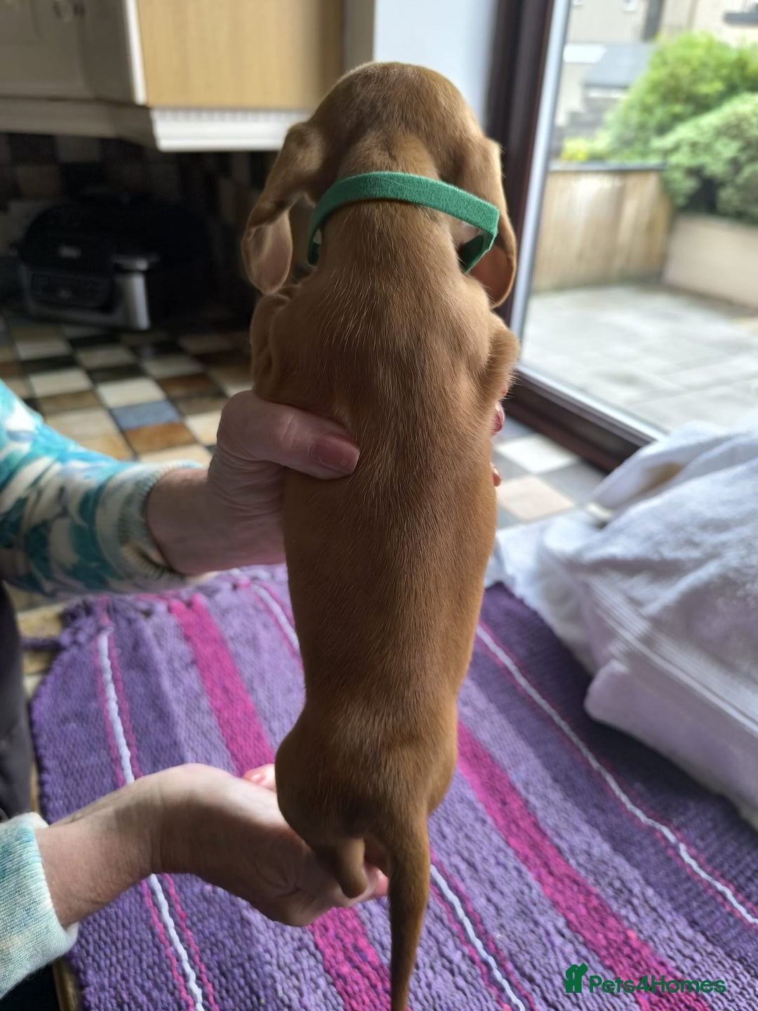 Miniature Dachshund dogs for sale: Superb Miniature KC reg Dachshund puppies - Image 16