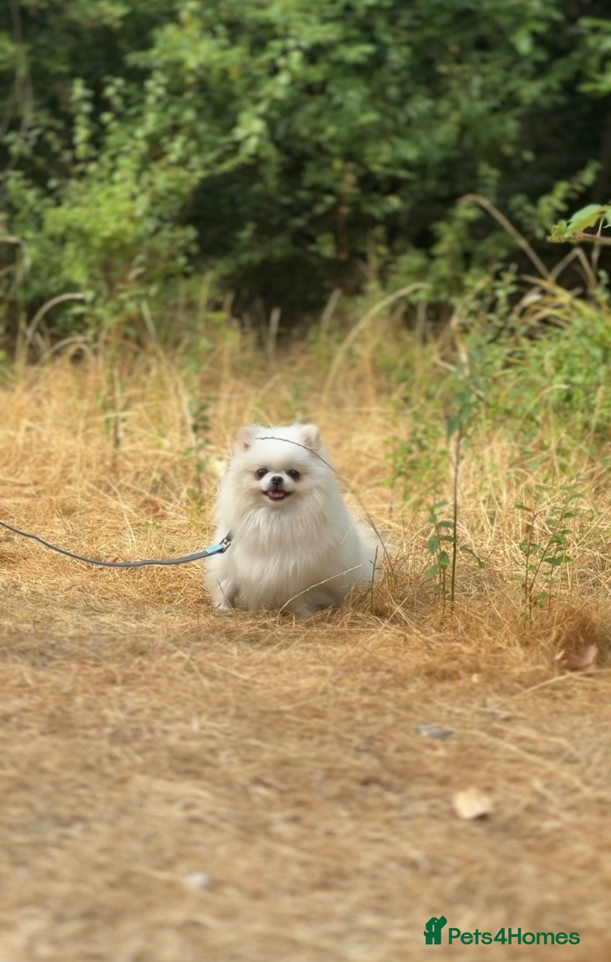 Pomeranian dogs Very beautiful 🌸🧸Mini girl🌸 3 years old  - Advert 1