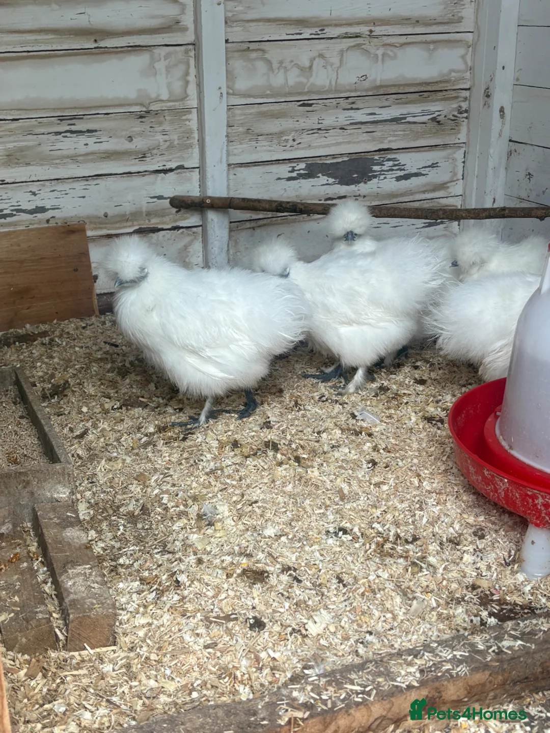 Chickens poultry for sale: White silkie pullets  - Advert 2