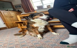 Border Collie dogs for sale: Beautiful Collie Puppies❤️ - Image 17