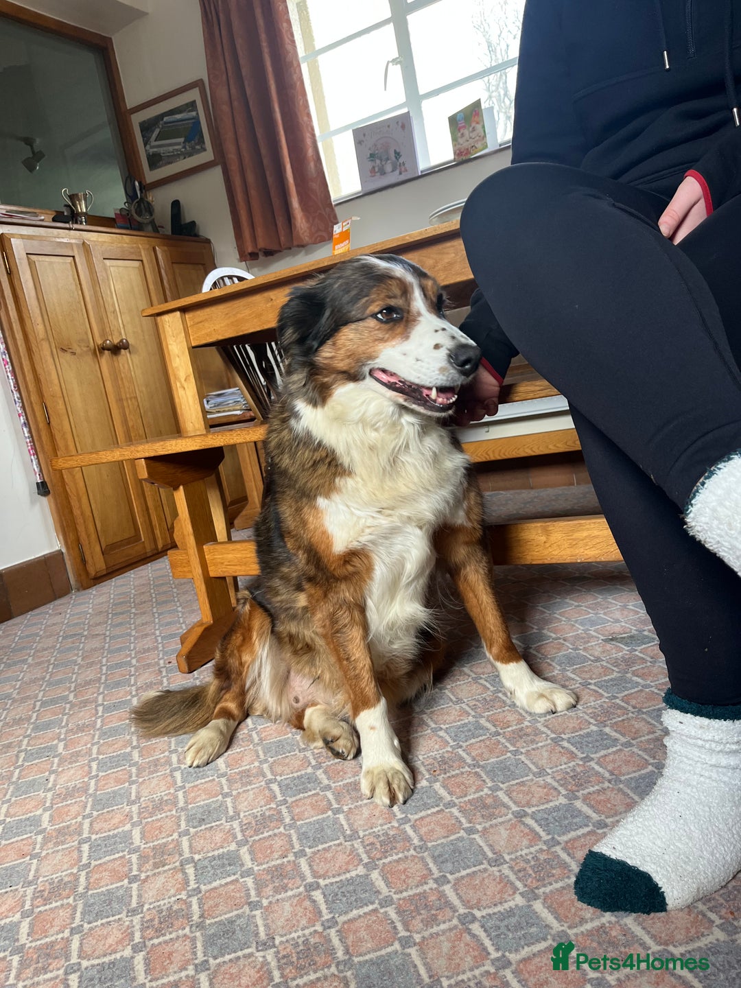 Border Collie dogs for sale: Beautiful Collie Puppies❤️ - Image 17