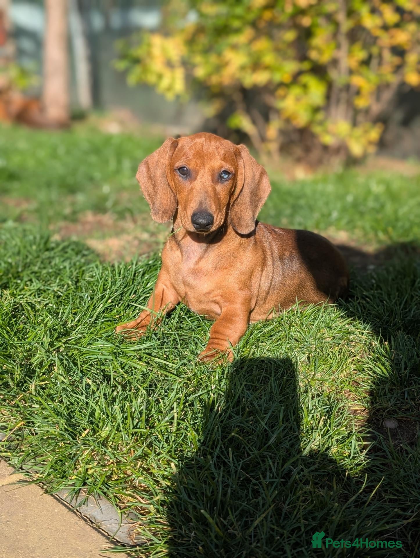 Dachshund dogs Champion Bloodline Standard Dachshund - Advert 1