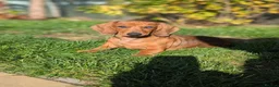 Dachshund dogs for sale: Champion Bloodline Standard Dachshund - Advert 8