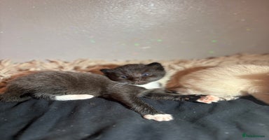 Mixed Breed cats - Advert 3