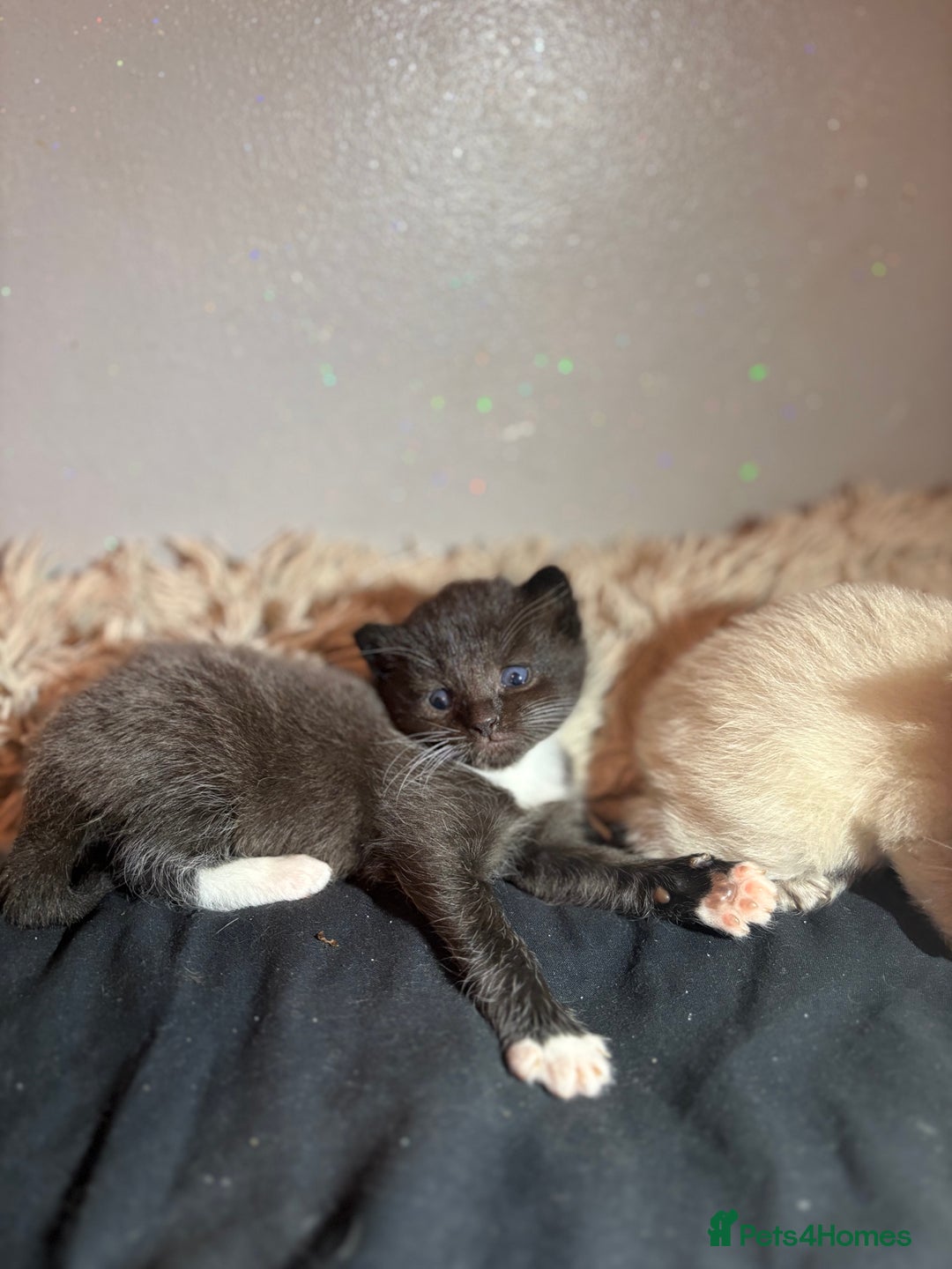 Mixed Breed cats for sale: Kittens for sale  - Image 3