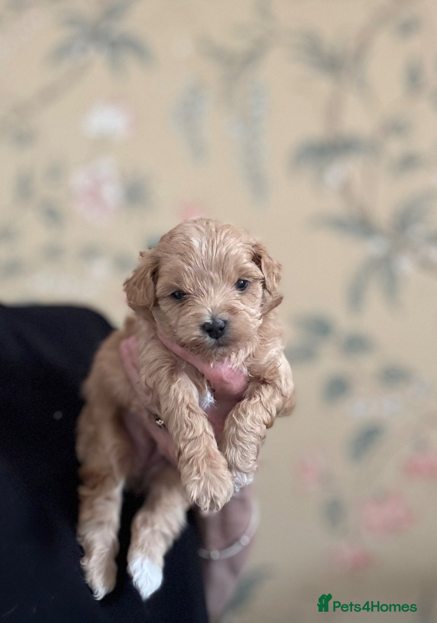 Maltipoo dogs Maltipoo Pups  - Advert 13