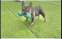 French Bulldog dogs for stud: Tiny lilac and tan stud £300 - Image 4