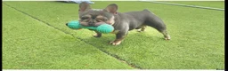 French Bulldog dogs for stud: Tiny lilac and tan stud available - Advert 4