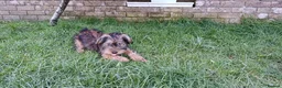 Mixed Breed dogs for sale: Healthy, Happy Puppies Available - Advert 5