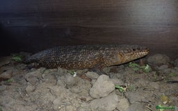 Skink reptiles for sale: Female gidgee skink( egernia stoksii) - Image 2