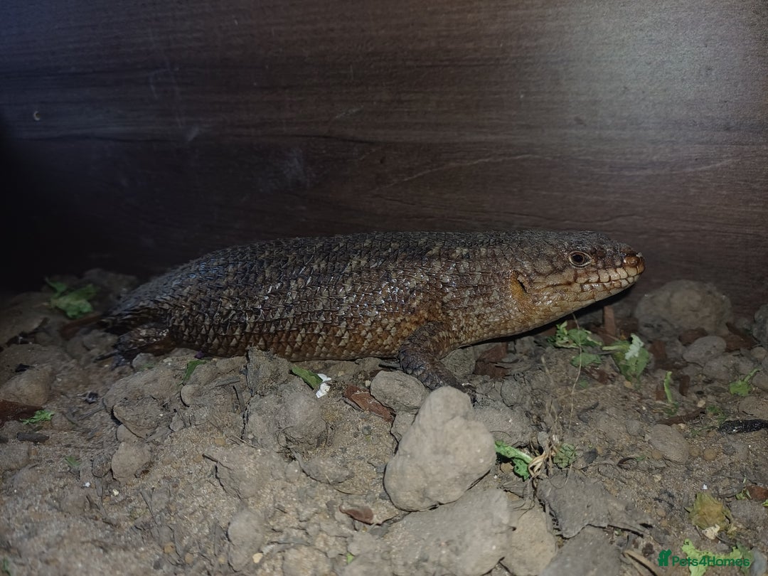 Skink reptiles for sale: Female gidgee skink( egernia stoksii) - Image 2