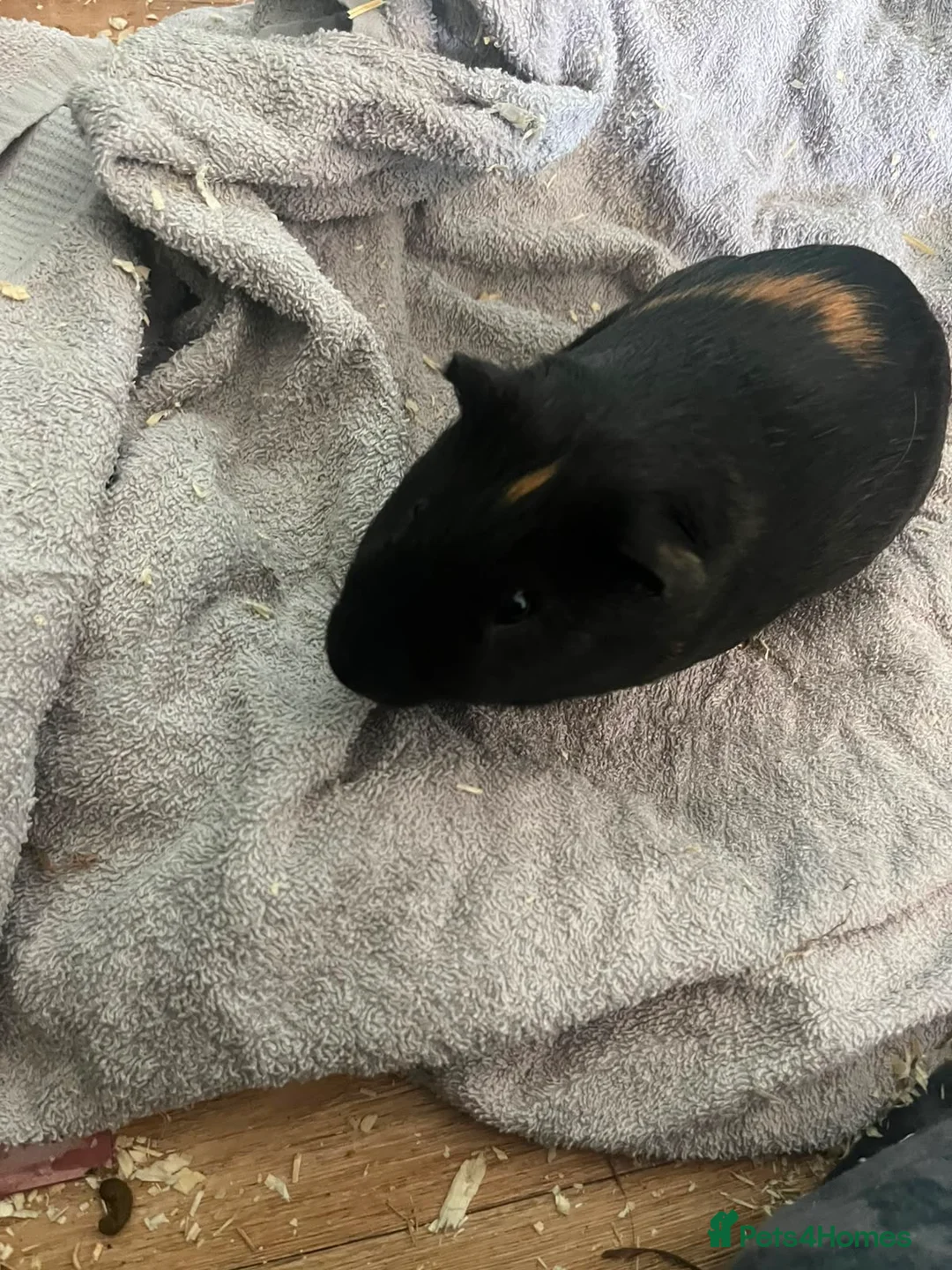 Guinea Pig rodents for sale: Male guniea pig - Advert 2