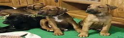 Mixed Breed dogs for sale: Doberman pups  - Advert 2