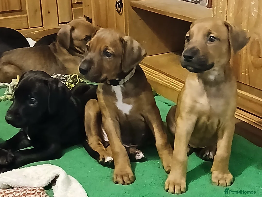 Mixed Breed dogs for sale: Doberman pups  - Advert 2