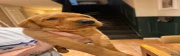 Labrador Retriever dogs for sale:  🐾❤️ KC Registered Fox Red Labrador Puppies 🐶✨ - Advert 13