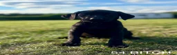 Labrador Retriever dogs for sale: Kc Health Tested Labrador puppies  - Advert 11