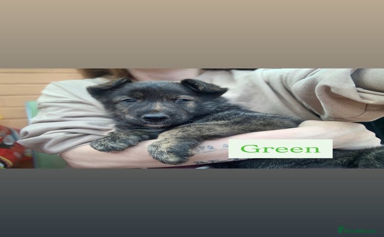Mixed Breed dogs - Advert 9