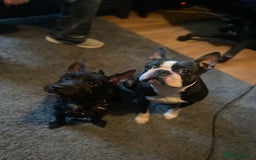 Mixed Breed dogs for adoption: 💙🐶 BUDDY 🐶💙 - Image 8