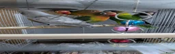 Lovebirds birds for sale: Lovebirds 🦜💚 Available | Babies & Breeding Pair - Advert 15
