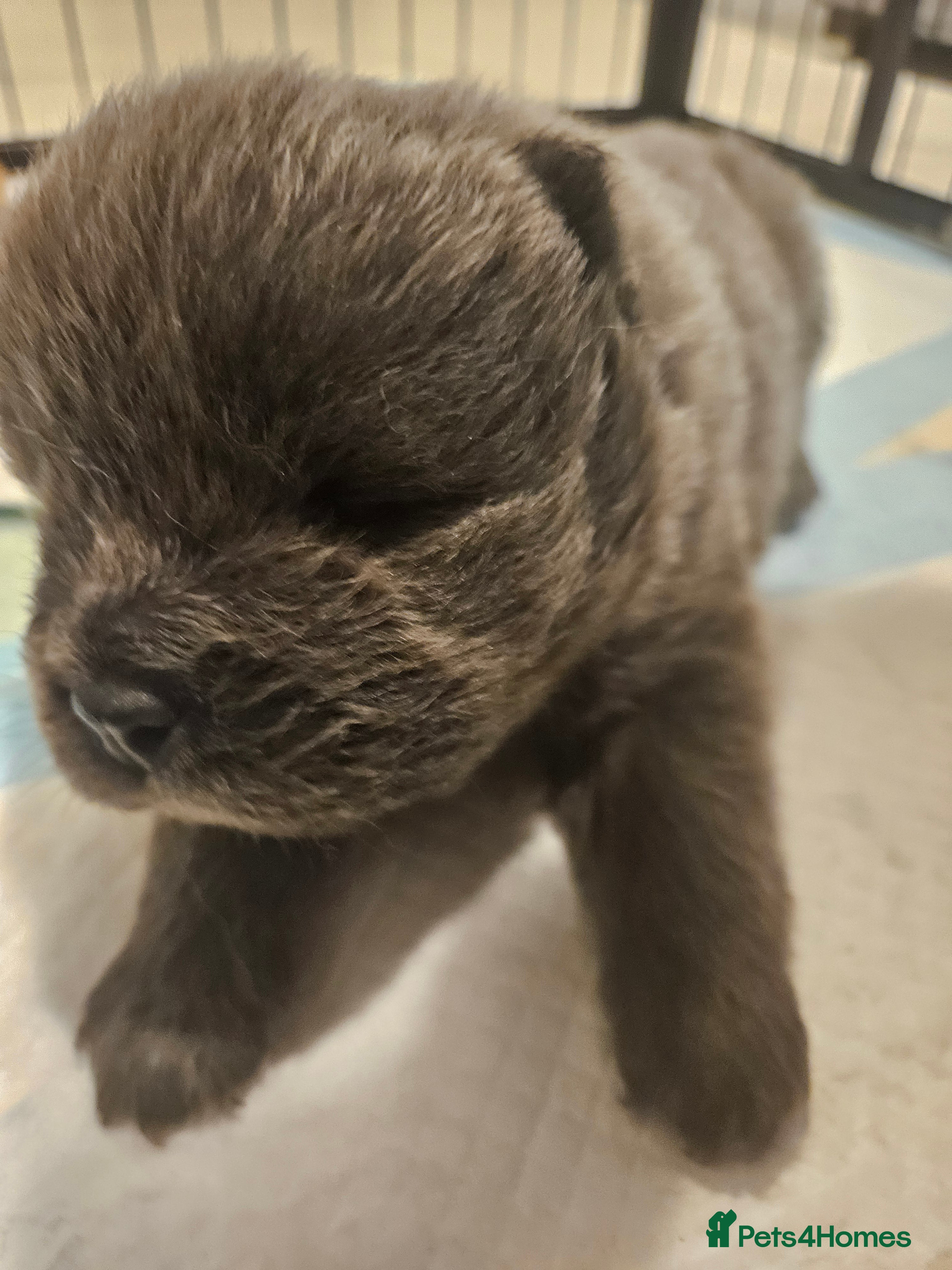 Chow Chow dogs Chow chow puppies - Advert 12