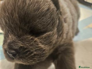 Chow Chow dogs Chow chow puppies - Advert 18