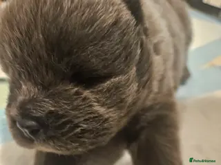 Chow Chow dogs Chow chow puppies - Advert 5