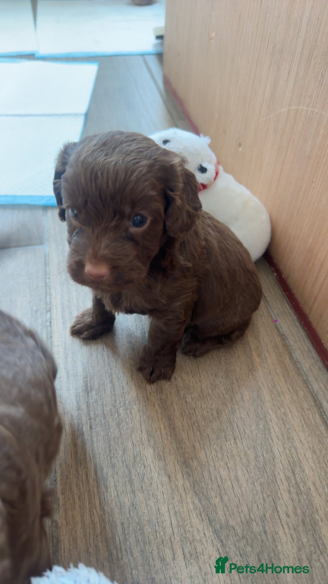 Cockapoo dogs for sale: Cockerpoos  - Image 5