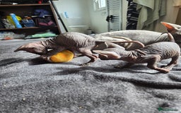 Sphynx cats for sale: Male Sphynx for sale - Image 4