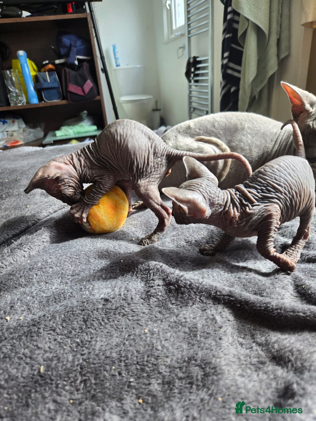 Sphynx cats for sale: Male Sphynx for sale - Image 4