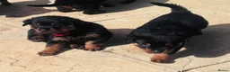 Rottweiler dogs for sale: ELITE KC REGISTERED GERMAN ROTTWEILER PUPPIES  - Advert 24