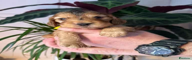 Cocker Spaniel Puppy 2