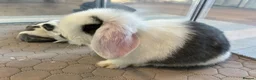 Mini Lop rabbits for sale: Beautiful Mini Lop Babies – Cornwall 🐰❤️ - Advert 10
