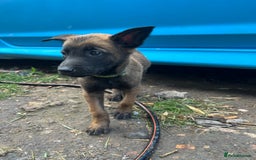 Belgian Shepherd Dog dogs for sale: 🐶Belgian Malinois Shepherd🐶 working dogs in Esher - Image 22