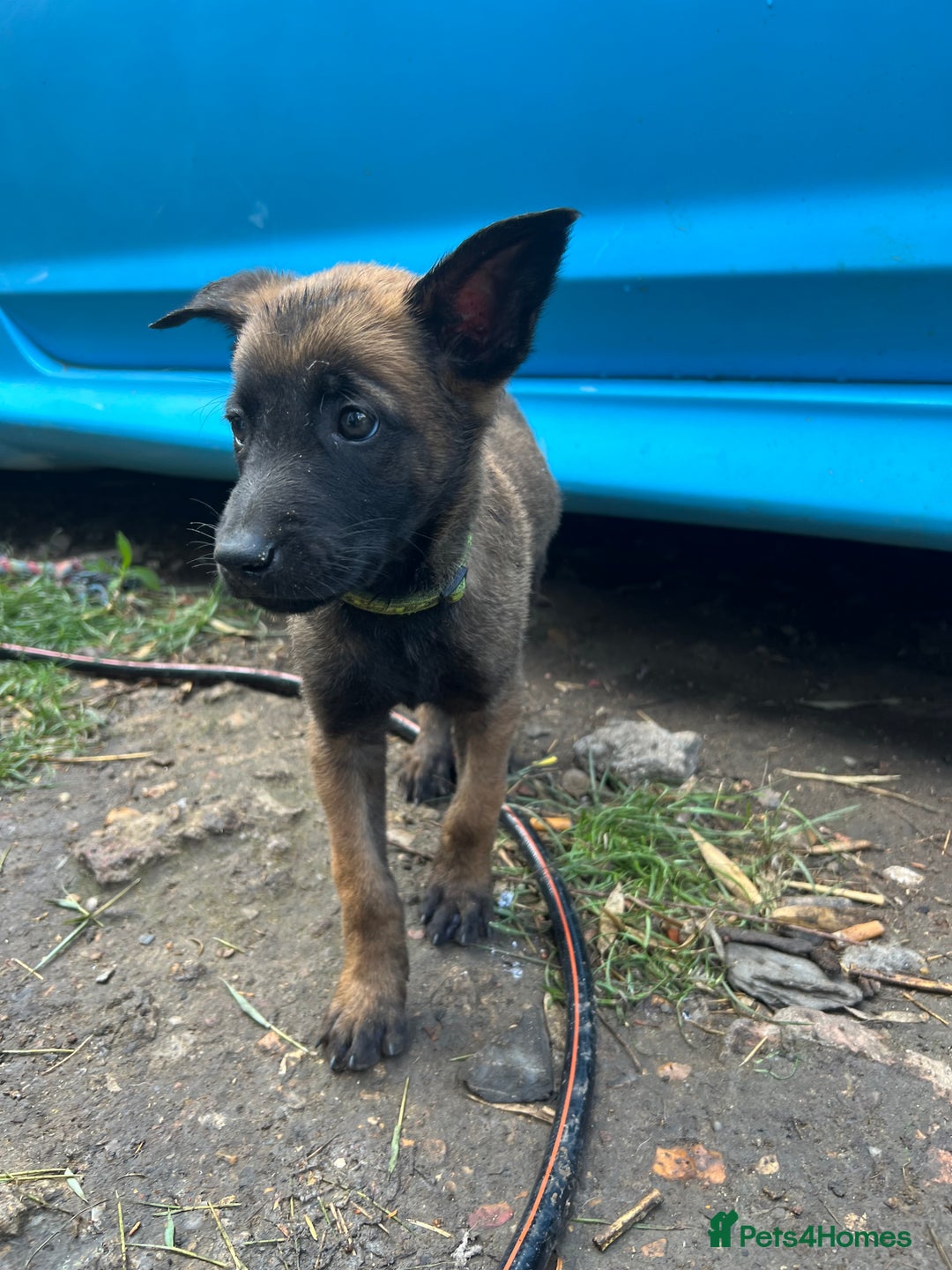 Belgian Shepherd Dog dogs for sale: 🐶Belgian Malinois Shepherd🐶 working dogs in Esher - Image 22